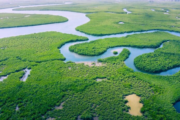 Floresta amazônica